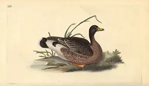 Anser: Greylag goose, Anser anser