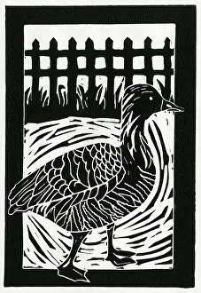 Cuts: A greylag goose marches along a path
