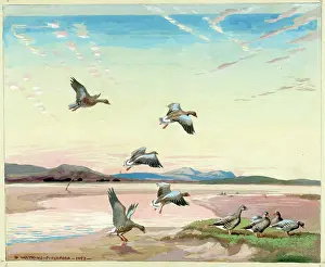 Pitchford: Greylags dropping in