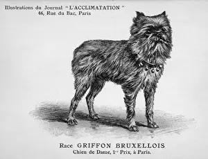 Griffon: Griffon Dog