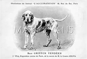 Griffons: Griffon Dog