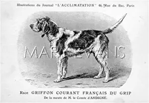 Griffons: Griffon Du Grip Dog