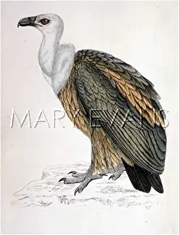 Fulvus: GRIFFON VULTURE