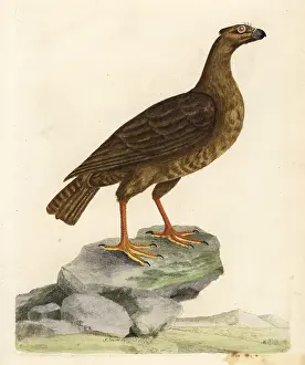 Fulvus: Griffon vulture, Gyps fulvus