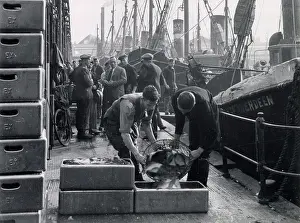 Packers: GRIMSBY FISH PACKERS