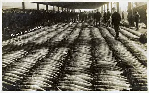 Grimsby: Grimsby, Lincolnshire, England - The Pontoon - Catch of Cod