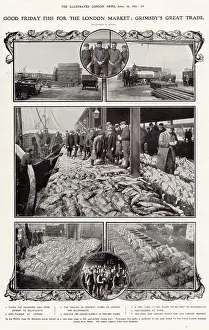Billingsgate: Grimsby Supplying Cod for Billingsgate 1908
