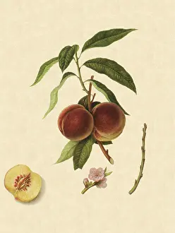Linnaeus: Grimwood's Royal George Peaches