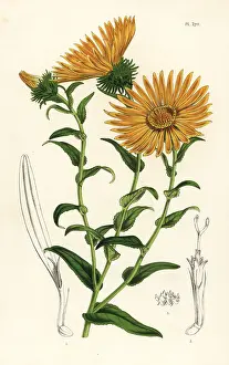 Grandiflora: Grindelia grandiflora