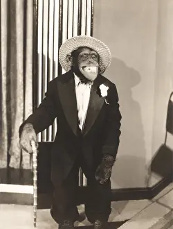 Lapel: Grinning monkey in tuxedo