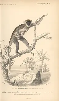Dorbigny: Grivet, Chlorocebus aethiops