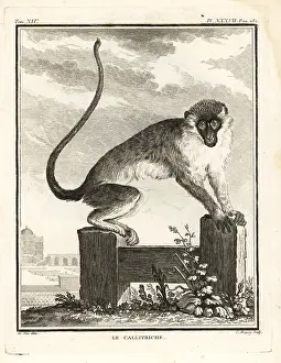Buffon: Grivet, Chlorocebus aethiops