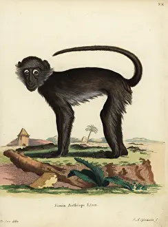 Seve: Grivet monkey, Chlorocebus aethiops