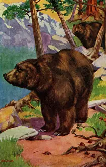 Subspecies: Grizzly bear
