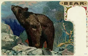 Subspecies: Grizzly bear