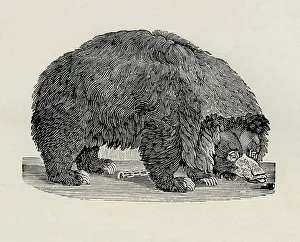 Grizzly: Grizzly bear