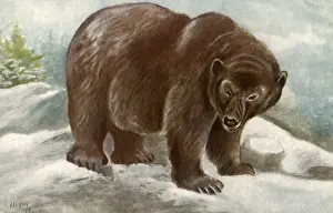 Ursa: Grizzly Bear