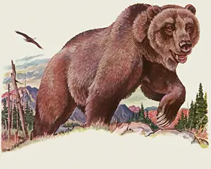 Ursa: Grizzly Bear
