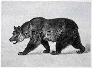 Grizzly: GRIZZLY BEAR