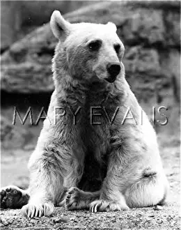 Grizzly: GRIZZLY BEAR