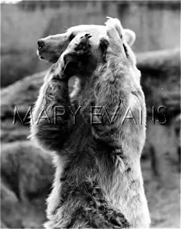 Grizzly: GRIZZLY BEAR