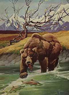 Ursa: Grizzly Bear Fishing
