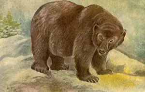 Ursa: Grizzly Bear in Snow