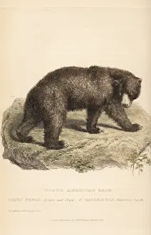 Ferox: Grizzly bear, Ursus arctos. Endangered