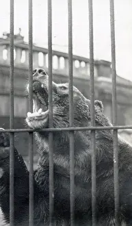Grizzly: Grizzly bear, Zoological Gardens, Regents Park, London