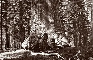 Discover: Grizzly giant, giant sequoia tree, California, Galen Clark