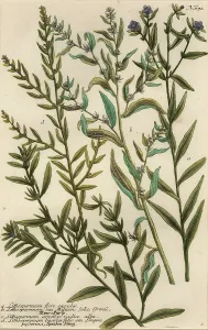 Narcotics: Gromwell varieties, Lithospermum species