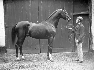 Stallion: Groom with stallion, Mid Wales