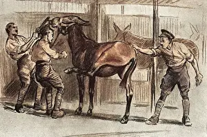 Unruly: Grooming a mule, WW1