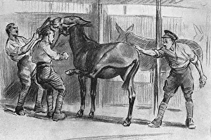 Unruly: Grooming a mule, WW1