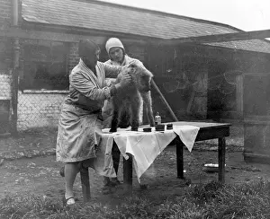 Spoilt: GROOMING A TERRIER