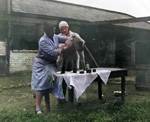 Spoilt: GROOMING A TERRIER