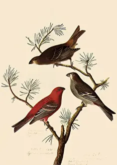Perches: Grosbeaks