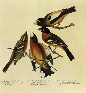 Perches: Four Grosbeaks
