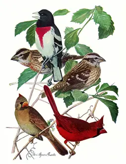Cardinals: Grossbeaks, Cardinals