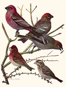 Finches: Grossbeaks, Finches