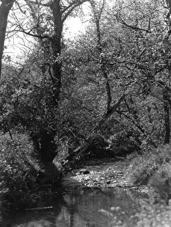 Groudle: GROUDLE GLEN