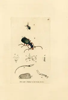 Dentata: Ground beetle, Drypta dentata