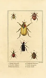 Cetonia: Ground beetle, scarab and cockchafer