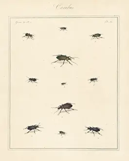 The English Entomologist: Ground beetles