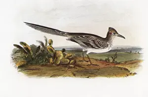 Cuckoo: Ground Cuckoo