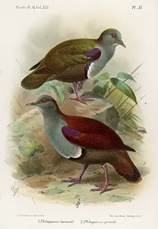 Gallicolumba: GROUND DOVES/BIRDS