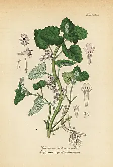 Artus: Ground-ivy, Glechoma hederacea
