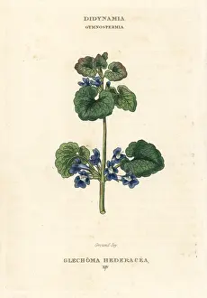 Hederacea: Ground ivy, Glechoma hederacea