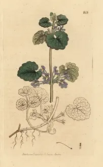 Creeper: Ground ivy, Glechoma hederacea