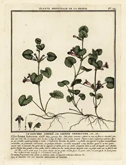 Plante Medicinale De La France: Ground ivy, Glechoma hederacea